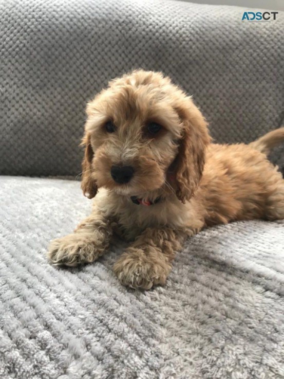 Cute and Adorable Cavapoo Puppies for sa