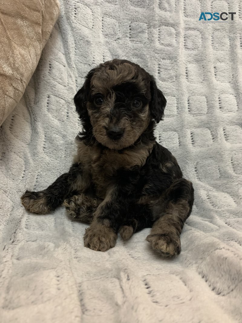 Health tested Cavapoochon puppies