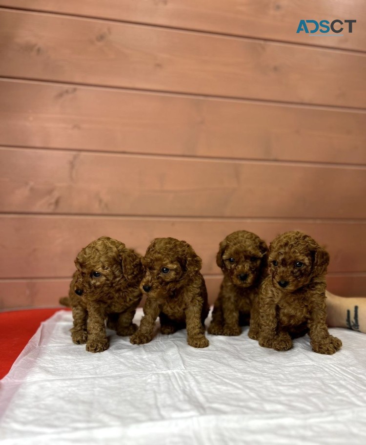 Poodle puppies for sale