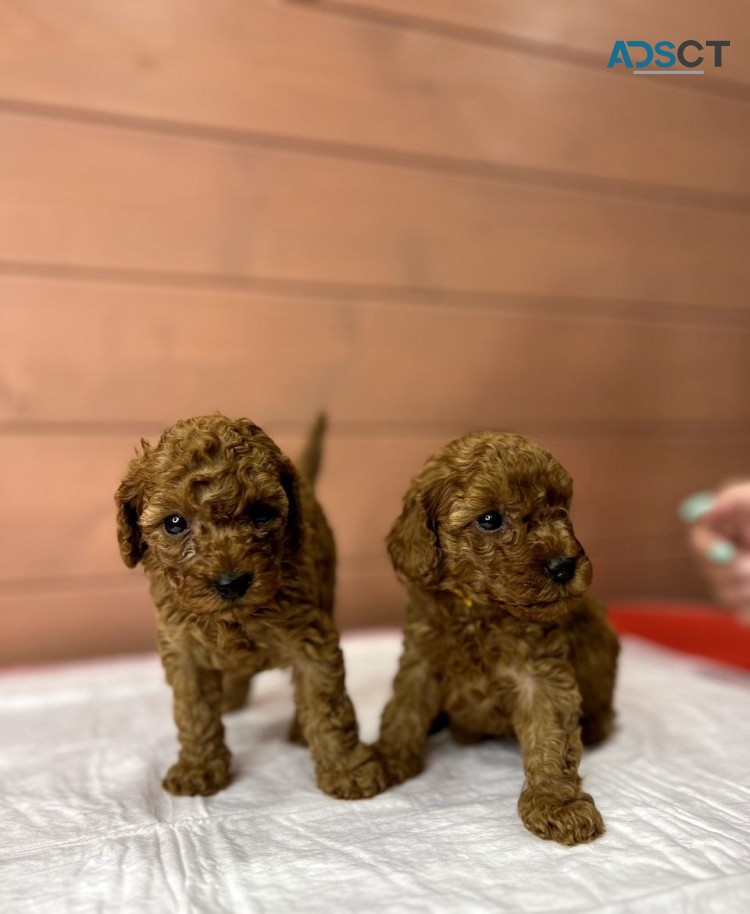 Poodle puppies for sale