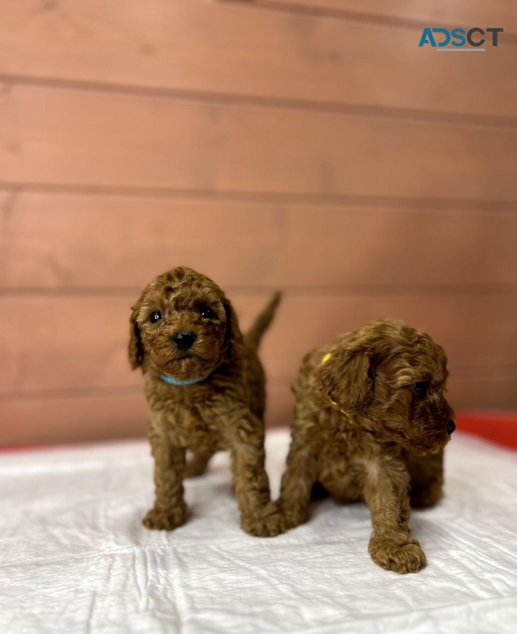 Poodle puppies for sale