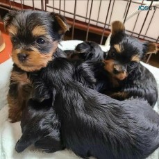 wind lora yorkies ppuppies for adoption