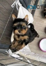 Yorkshire terrier puppies