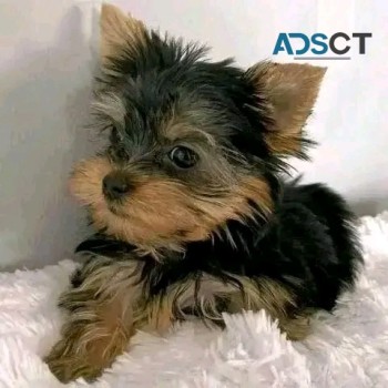 Yorkshire terrier puppies