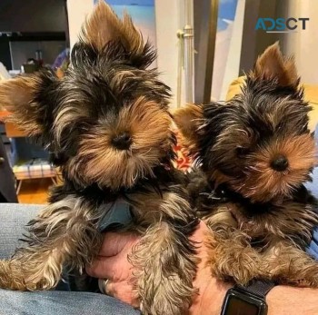 Yorkshire terrier puppies