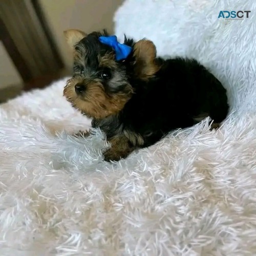 Yorkshire terrier puppies