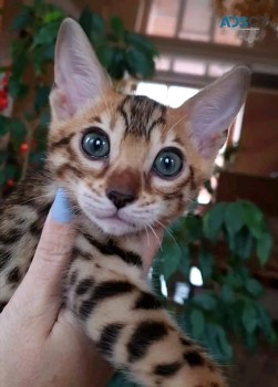 Bengal cats