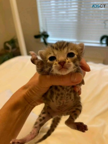 Bengal cats