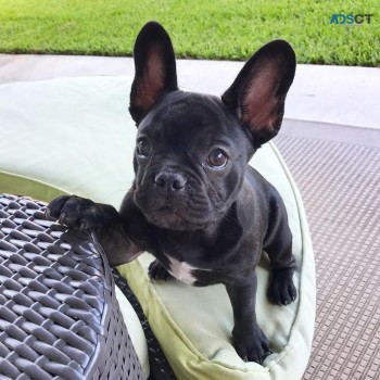 Adorable French Bulldog Puppies 