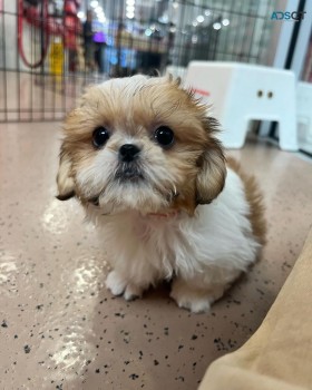 Shih Tzu puppy ready for new home