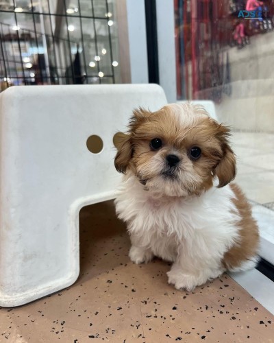 Shih Tzu puppy ready for new home