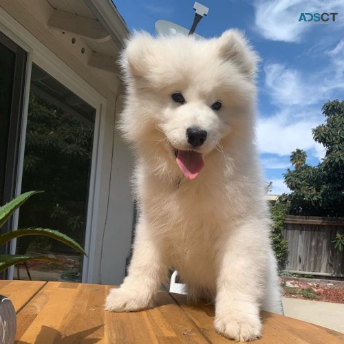 Samoyed Puppies For Sale