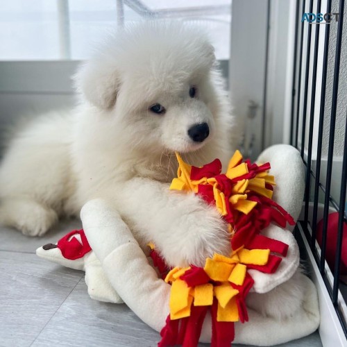 Samoyed Puppies For Sale