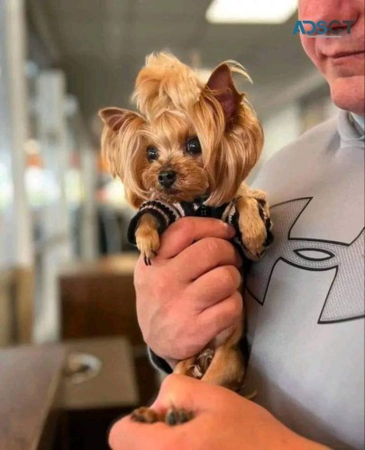 Yorkshire terrier puppies