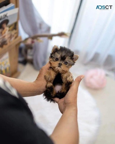 Tea cup Yorkie puppies