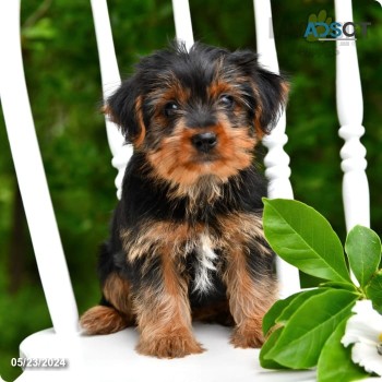 Yorkshire terrier puppies