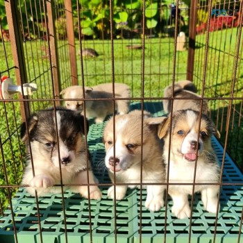 Pembroke Welsh Corgi’s 