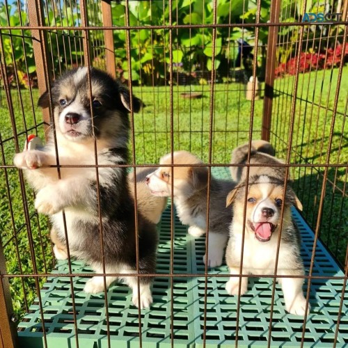 Pembroke Welsh Corgi’s 