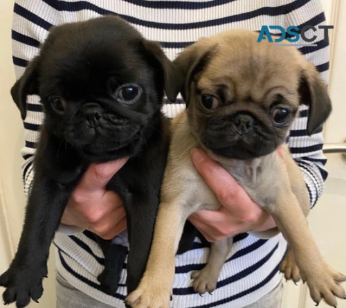 Two Pug Puppies Needs a New Family