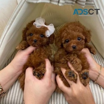  Poodle puppies for sale 