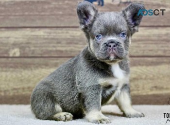  French Bulldog Puppies -AKC 