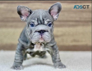  French Bulldog Puppies -AKC 