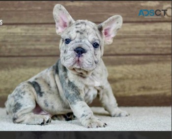  French Bulldog Puppies -AKC 