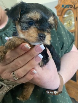 adorable yorkie puppy for adoption 