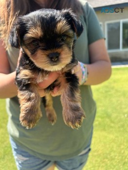 adorable yorkie puppy for adoption 