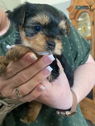 adorable yorkie puppy for adoption 