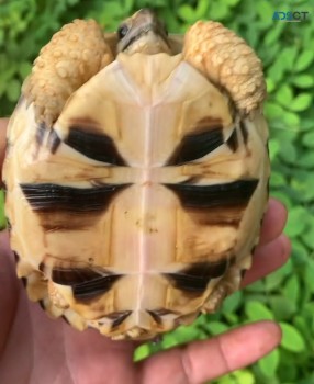 Star Tortoise 