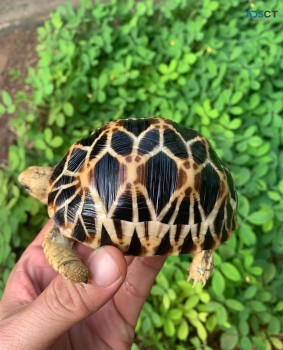 Star Tortoise 