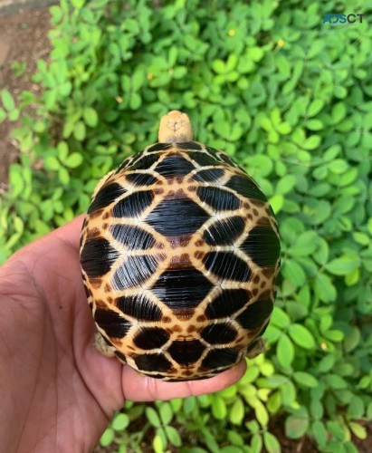 Star Tortoise 