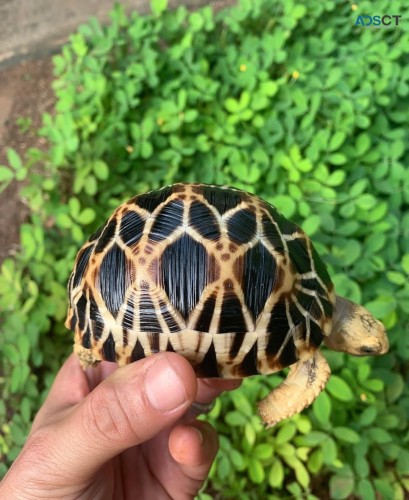 Star Tortoise 