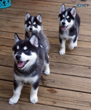 Adorable CKC Pomsky  Puppies For Sale!