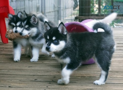 Adorable CKC Pomsky  Puppies For Sale!