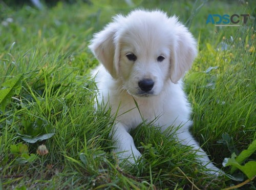 Golden Retrievers Nashville