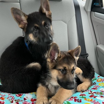 German shepherd puppies avialable