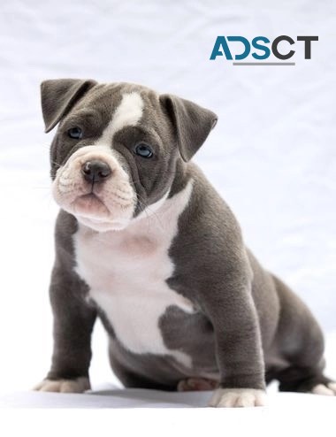 12-week-old male American Pitbull puppy