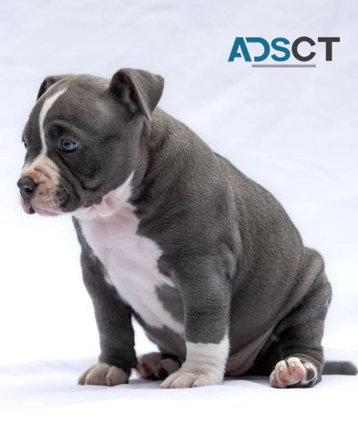 12-week-old male American Pitbull puppy