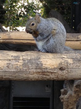 Bearded Dragons, Squirrels, Chipmunks