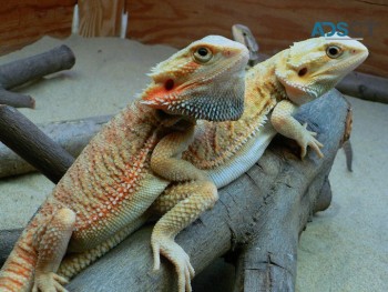 Bearded Dragons, Squirrels, Chipmunks