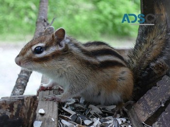 Bearded Dragons, Squirrels, Chipmunks