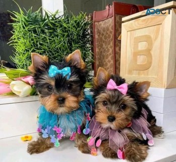 Yorkie puppies for adoption