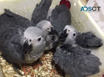 Sperry Male baby African Grey For Sale