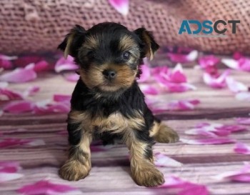 Awesome T-Cup Yorkie puppies for adoptio