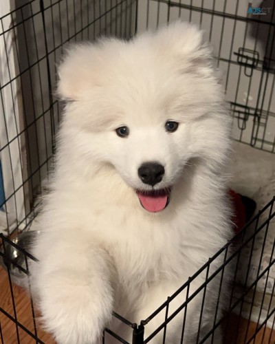 Samoyed Puppies For Sale 