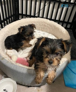 1xmale y 1xfemale Yorkies puppies