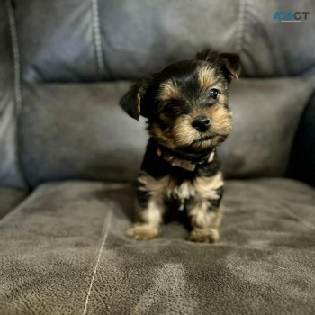 Yorkie Puppies For Sale