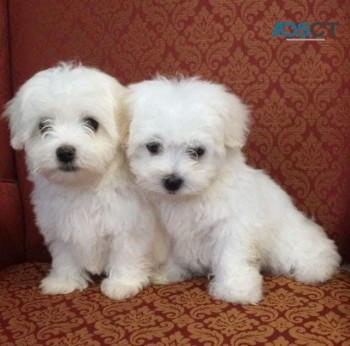 ADORABLE MALTESE PUPPIES FOR SALE 